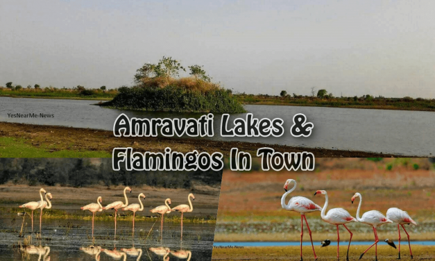 Amravati Lakes And Flamingos In Town