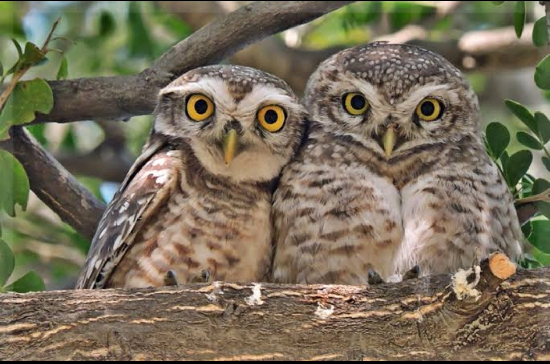 Owlet Couple | Melghat