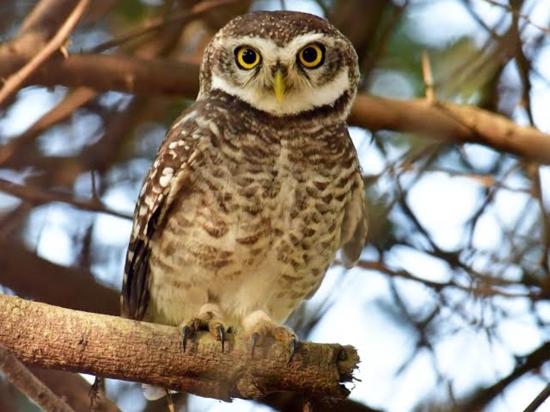 Owlet | Melghat