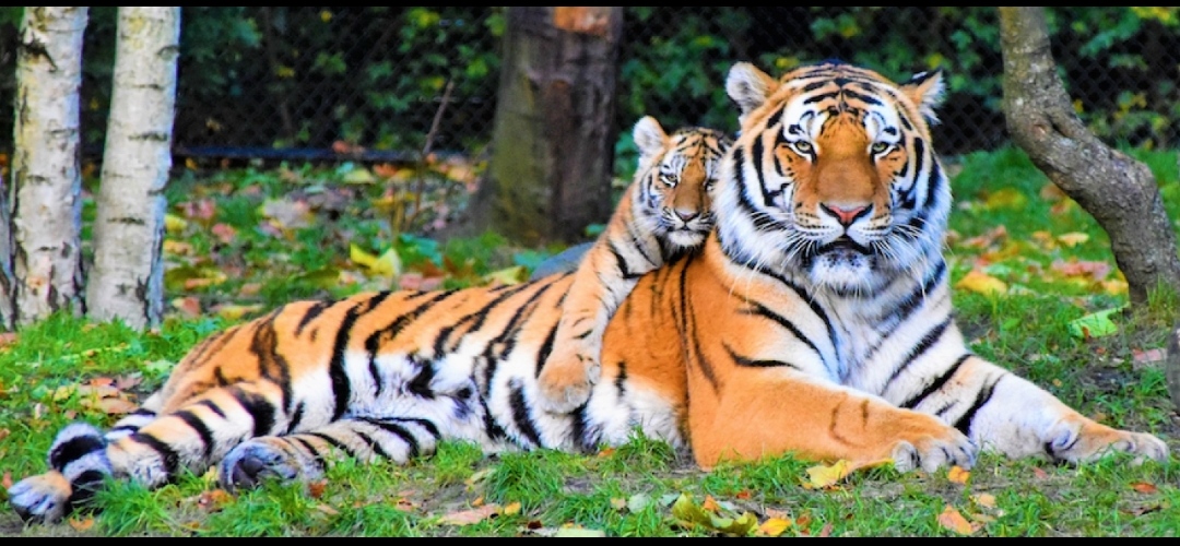Tigress with her baby