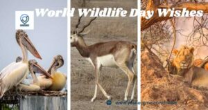 World Wildlife Day Quotes