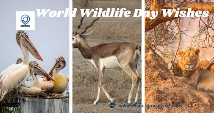 World Wildlife Day wishes