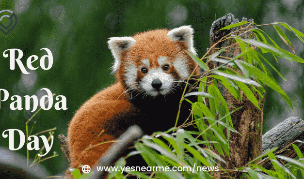 International Red Panda Day Quotes and Wishes