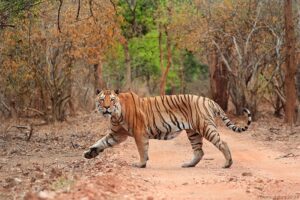 Pench Tiger Reserve