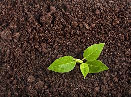 World Soil Day