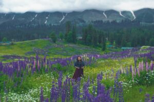 Gulmarg โ The Meadow of Flowers