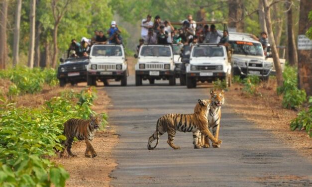 Pench Tiger Reserve Nagpur