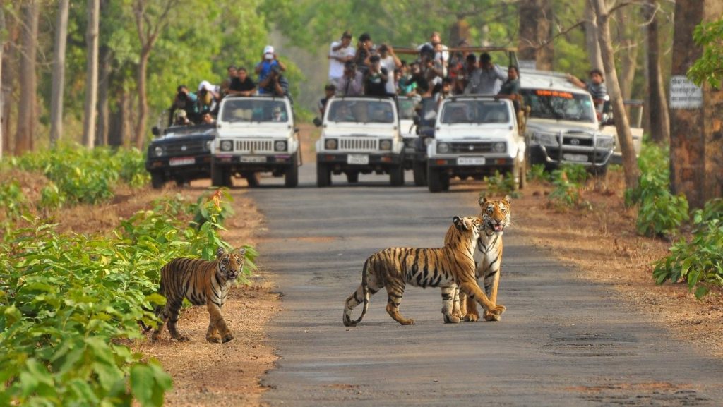 Pench Tiger Reserve Nagpur