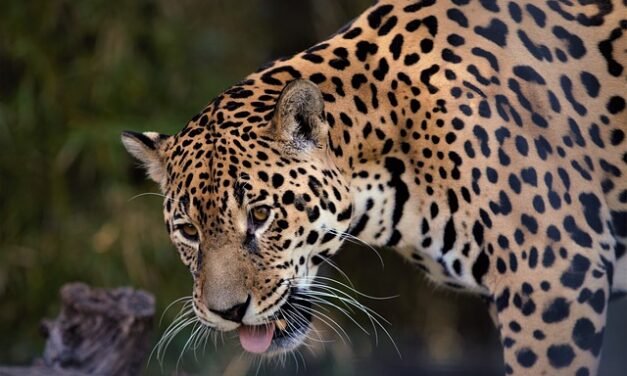 Exploring Nagarjunsagar Srisailam Tiger Reserve: A Haven for Wildlife.