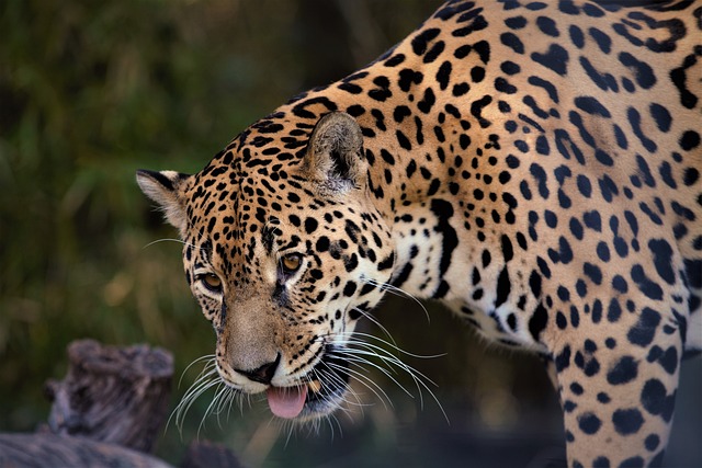 Exploring Nagarjunsagar Srisailam Tiger Reserve: A Haven for Wildlife.