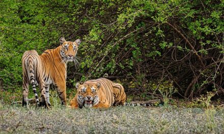 Explore the Wonders of Sathyamangalam Tiger Reserve