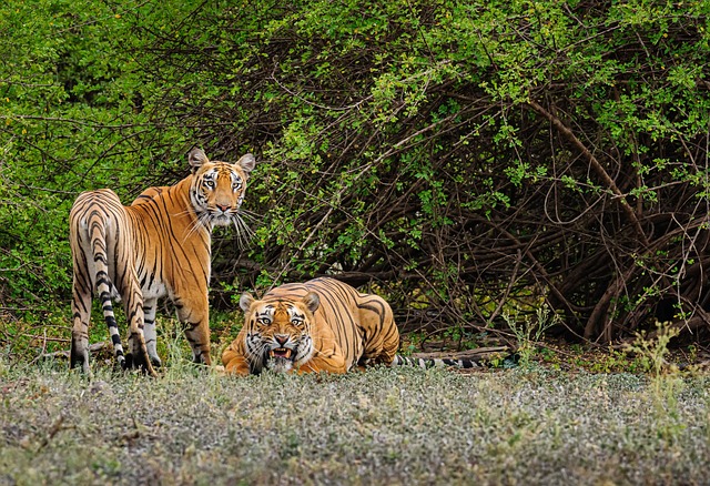 Explore the Wonders of Sathyamangalam Tiger Reserve