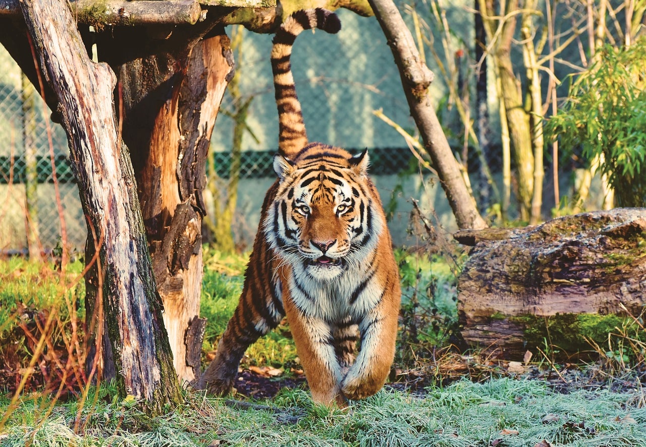 Car India drives the Audi Q5 to Tadoba Andhari Tiger Reserve - Car India