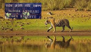 Tadoba Andhari Tiger Reserve