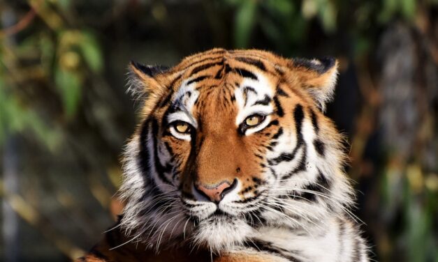 7 Unforgettable Reasons Sariska Tiger Reserve 2025 Stuns