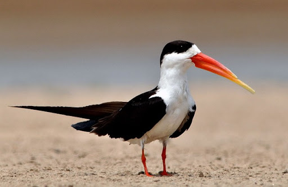 Indian Skimmer (Rynchops albicollis)