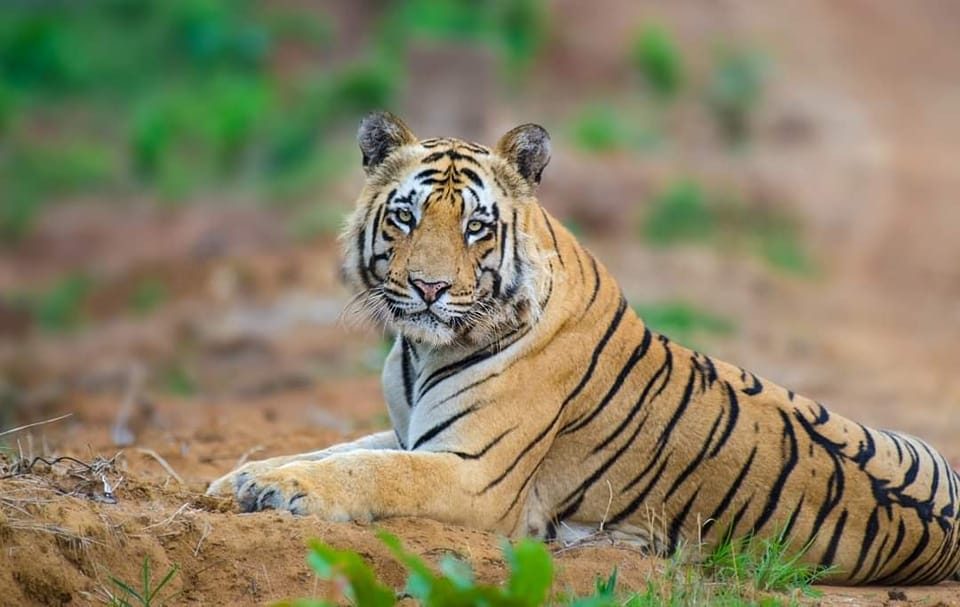 Satpura Tiger Reserve