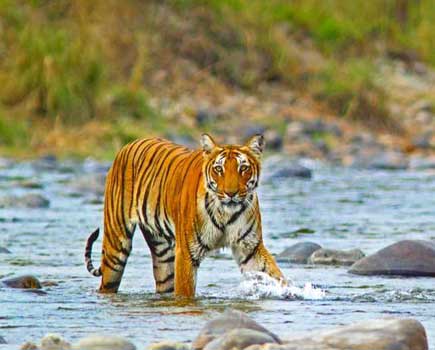 Corbett Tiger Reserve