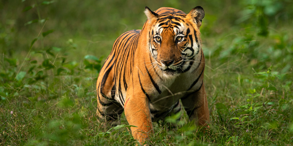 Corbett Tiger Reserve