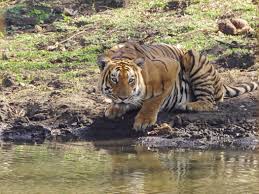 Mudumalai Tiger Reserve