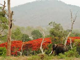 Mudumalai Tiger Reserve