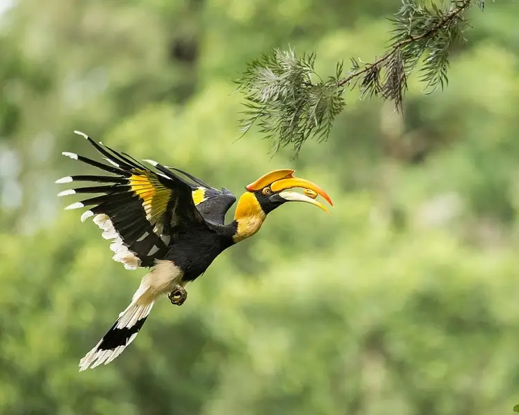 Hornbills