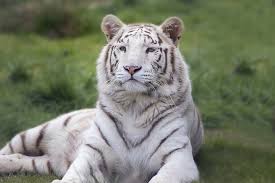 Sundarbans Tiger Reserve