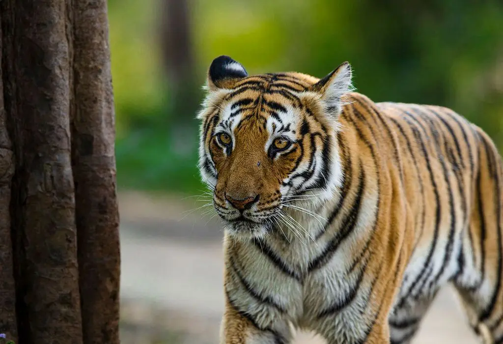 Corbett Tiger Reserve