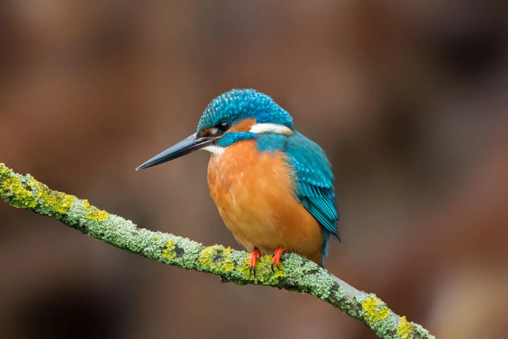 Kingfishers and Woodpeckers