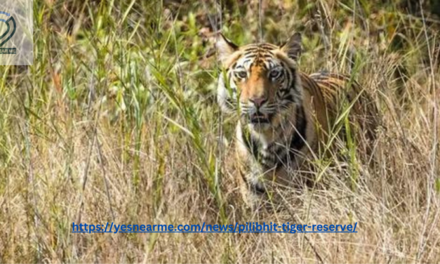 Pilibhit Tiger Reserve