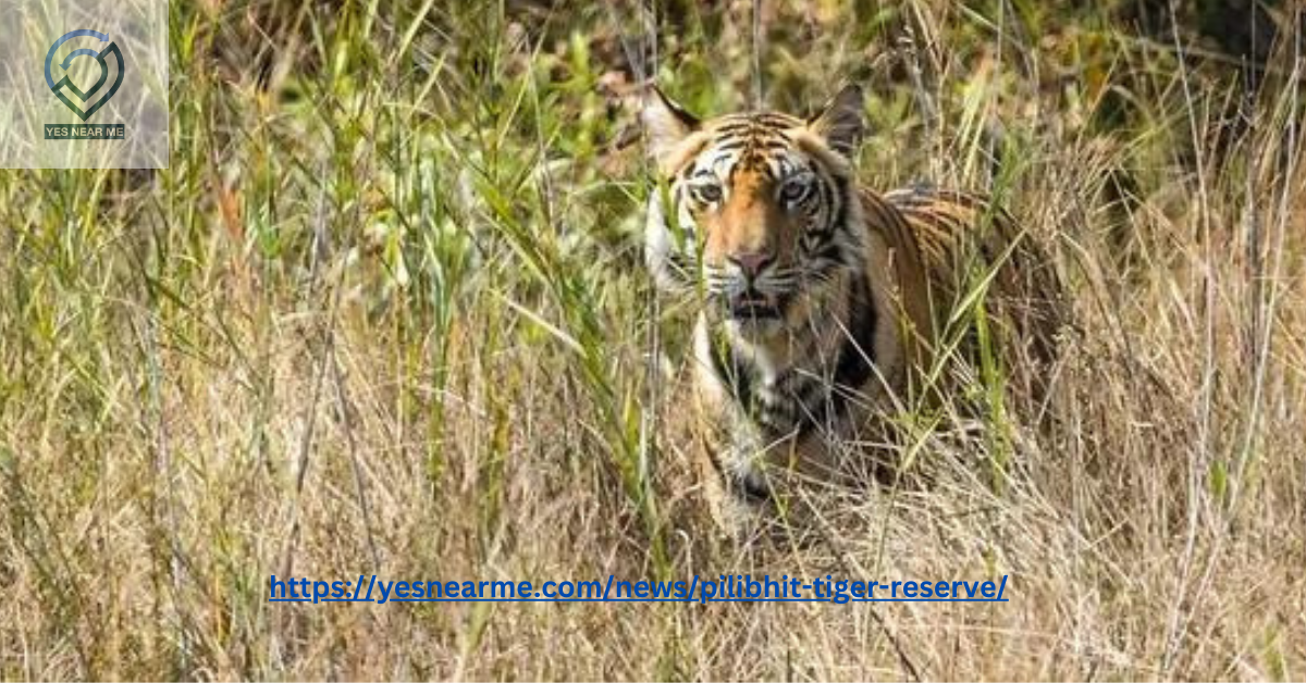 Pilibhit Tiger Reserve