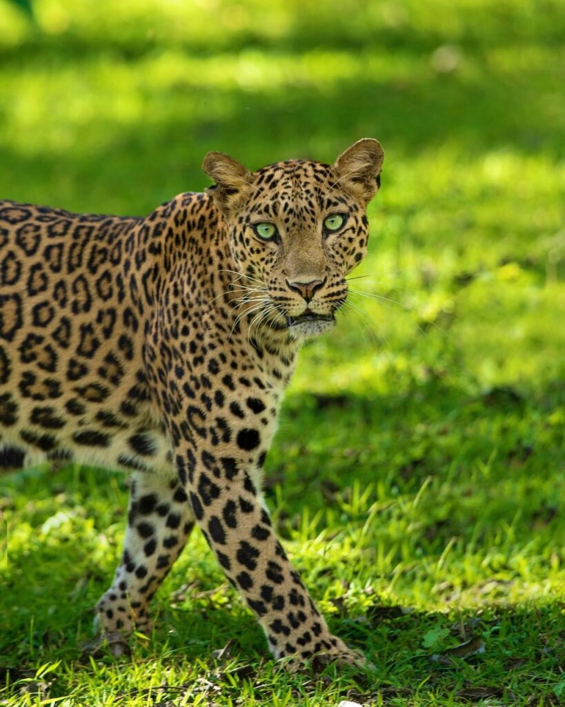 Leopard (Panthera pardus)