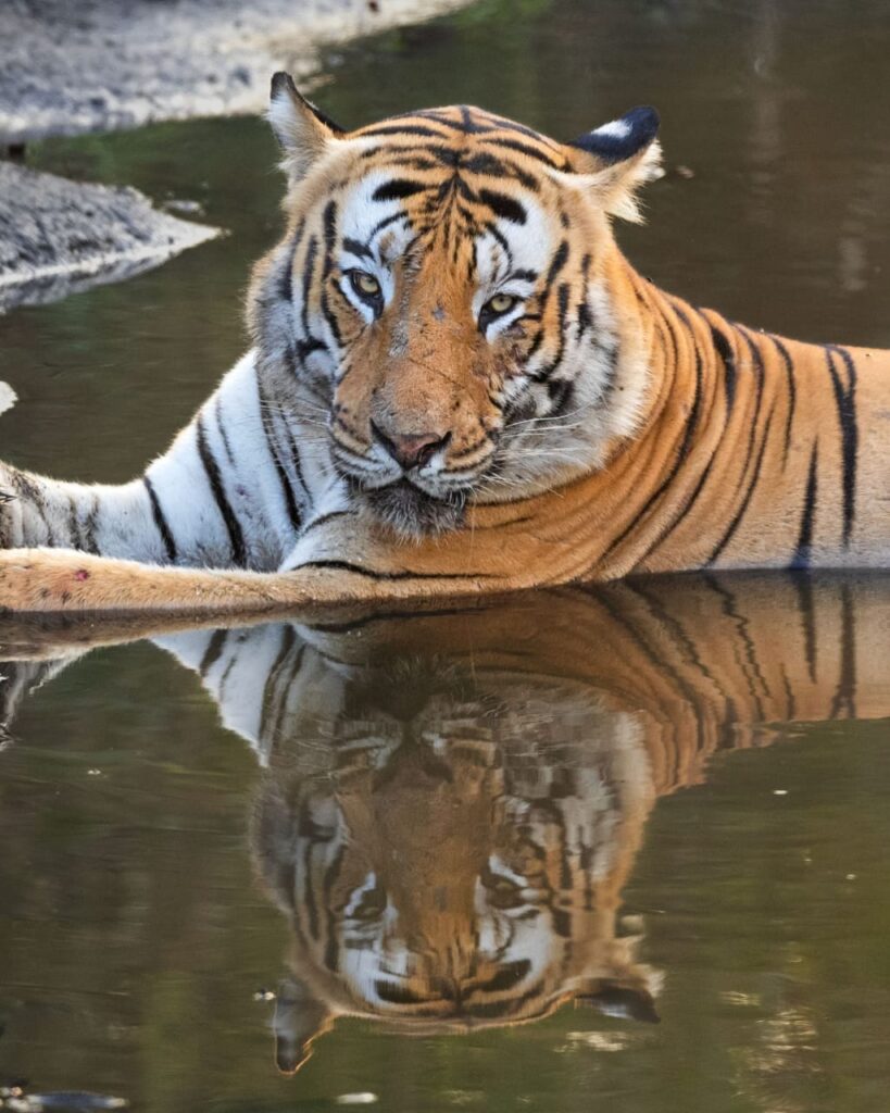 Pilibhit Tiger Reserve