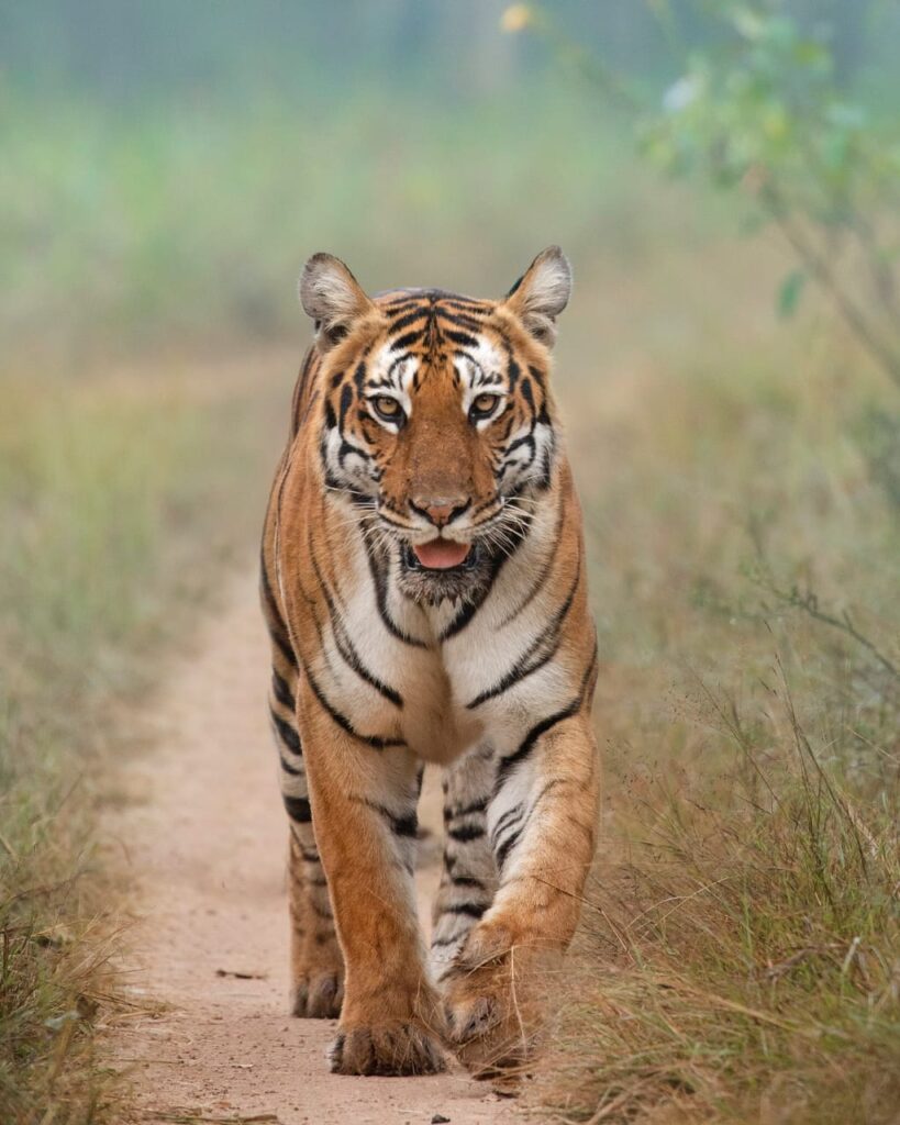 Pilibhit Tiger Reserve