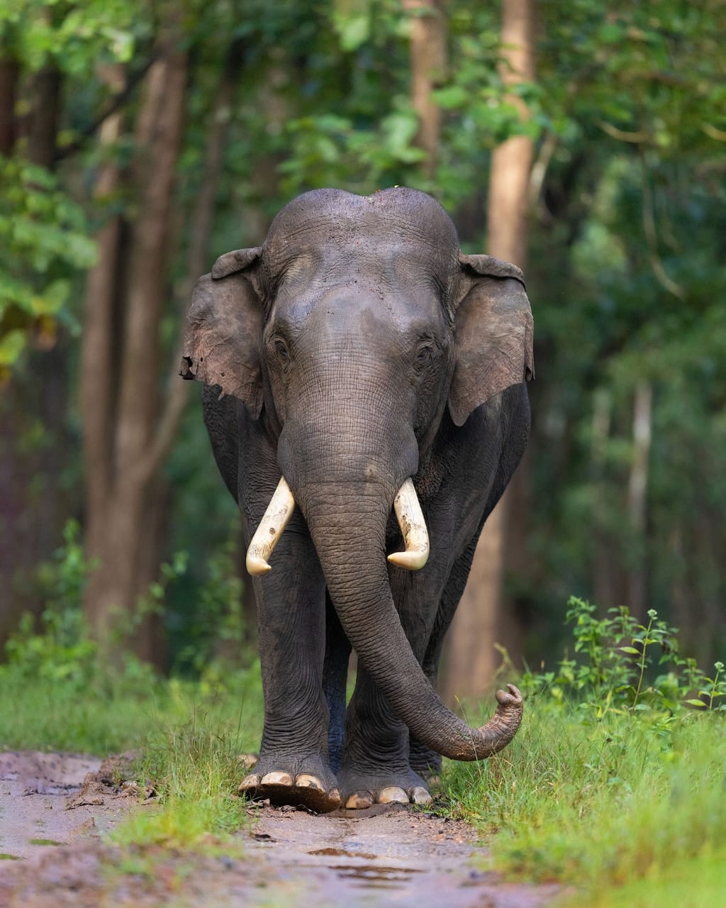 Udanti Sitanadi Tiger Reserve