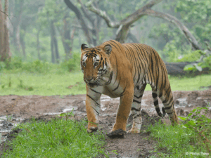 BOR TIGER RESERVE WILDLIFE SANCTUARY