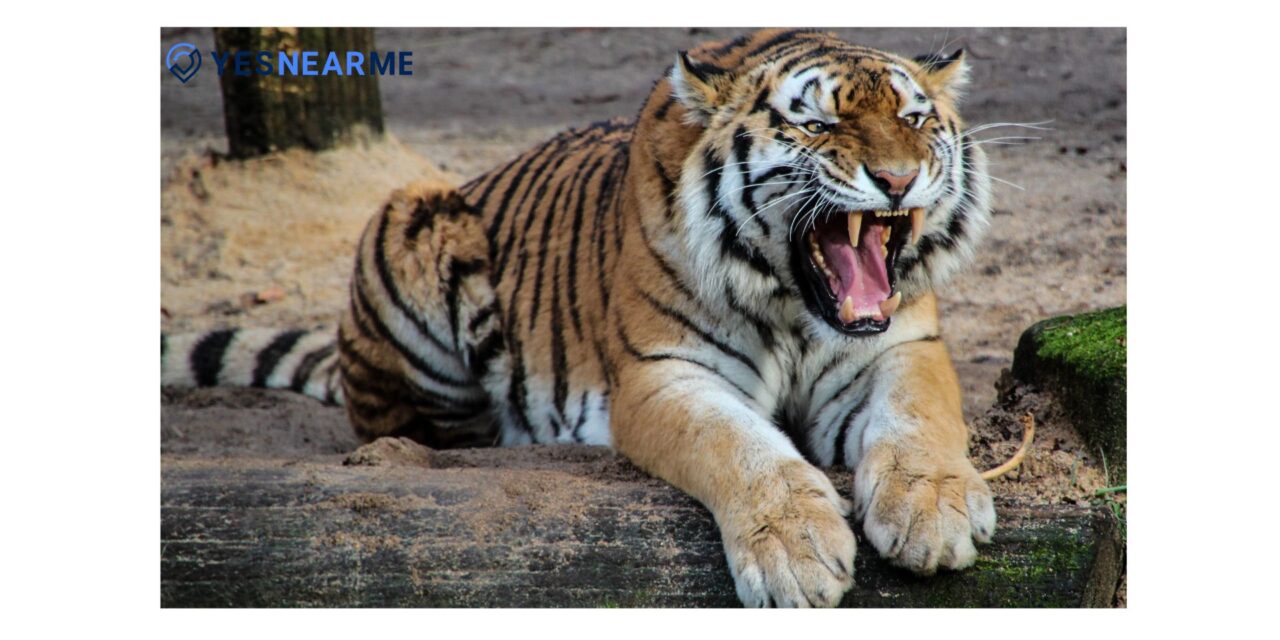 Exploring the Majestic Pench Tiger Reserve in Nagpur, Maharashtra