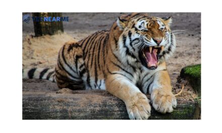 Exploring the Majestic Pench Tiger Reserve in Nagpur, Maharashtra