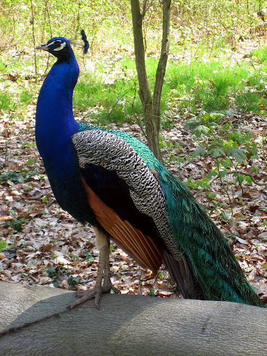 Birds in Pilibhit Tiger Reserve