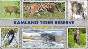 Kamlang Tiger Reserve