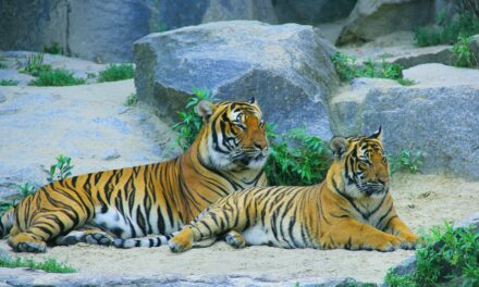 Sahyadri Tiger Reserve The Majestic Wilderness of Maharashtra