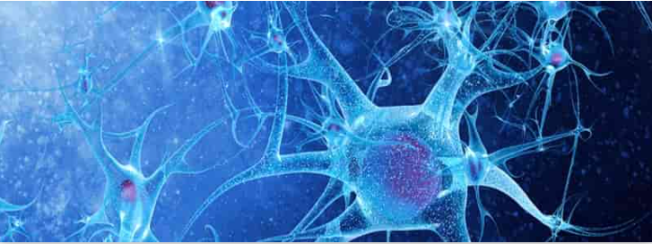 smsc neuroscience