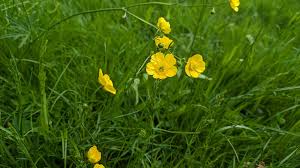 Buttercup customer service experience